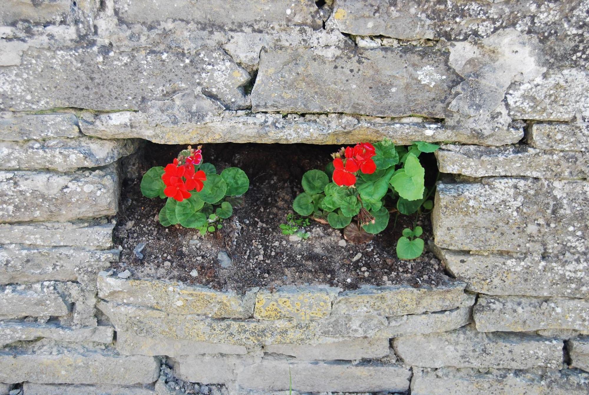 Clonmore Lodge B&B Quilty Eksteriør billede